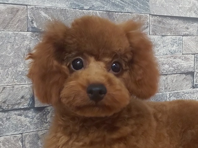 トイプードル ボブテイルシュウ大阪・岡山・東京の犬猫専門店。極小犬・大型犬・ブサカワ犬に出会える!