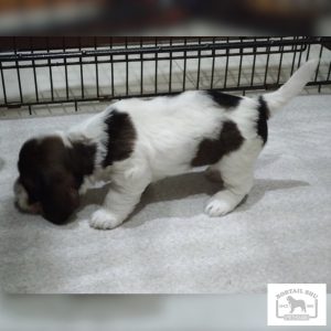 1463 プチバセットグリフォンバンデーン ボブテイルシュウ大阪・岡山・東京の犬猫専門店。極小犬・大型犬・ブサカワ犬に出会える!