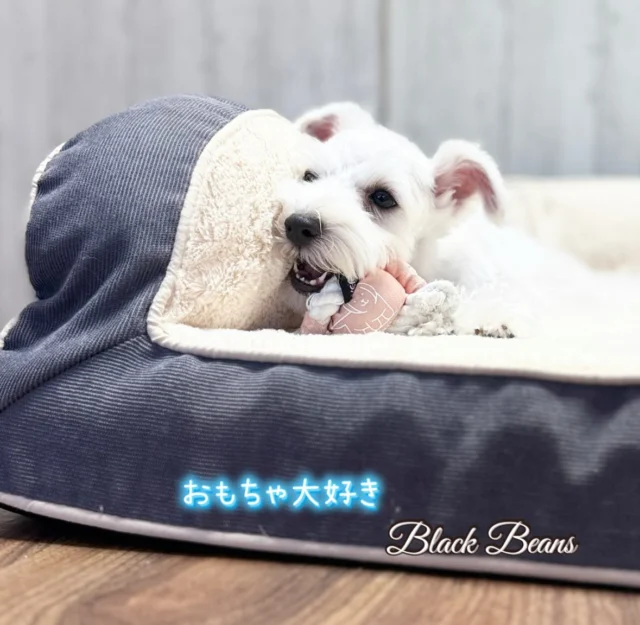 短毛シュシュ、ボタニカルフラワー柄(ブラック)わんちゃん猫ちゃん用 ボブテイルシュウ アラスカンクリーカイ・極小シュナウザーなど