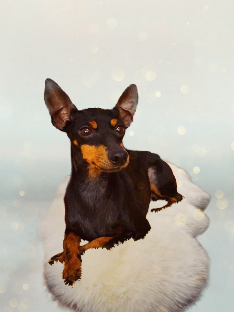 羊毛フェルト　トイマンチェスターテリア 羊毛フェルト トイマンチェスターテリア